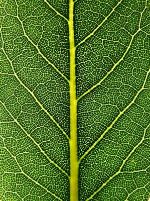 laurel leaf von Stefan Grötsch
