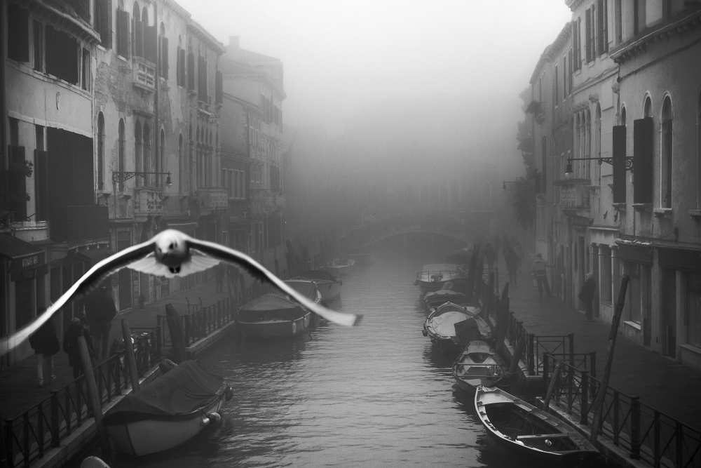 Seagull from the mist von Stefano Avolio