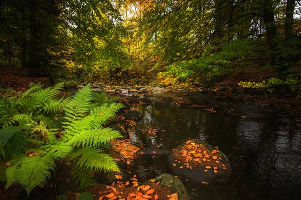 Herbst im Harz von Steffen  Gierok