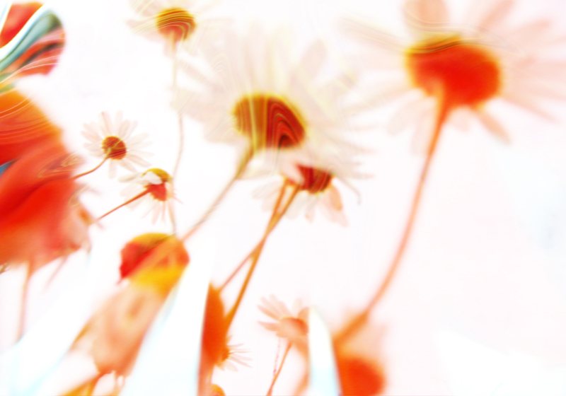 Sommenblumen wachsen dem Himmel entgegen von Stephan  Rossmann