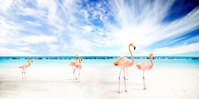 Flamingos am Meer 2008