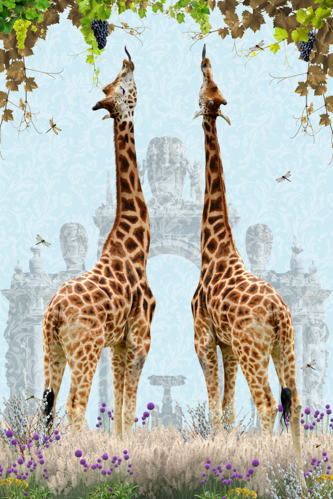 Giraffen genießen Trauben von Sue Skellern
