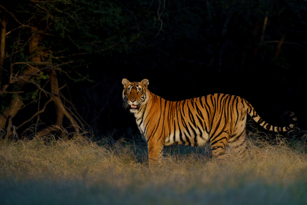 Flammende Tigerin Riddhi von Sumangal Sethi