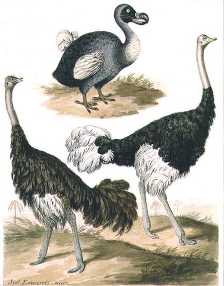 Dodo and Ostrich von Sydenham Teast Edwards