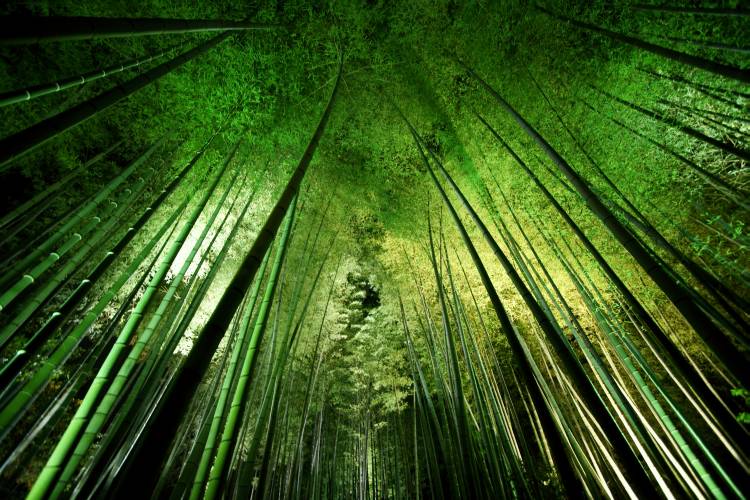 Bamboo night von Takeshi Marumoto