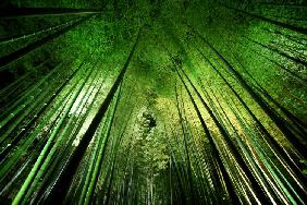 Bamboo night