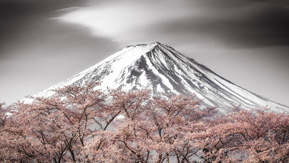 Sakura Fuji von Takeshi Mitamura