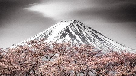 Sakura Fuji