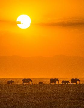 Elefanten bei Sonnenuntergang