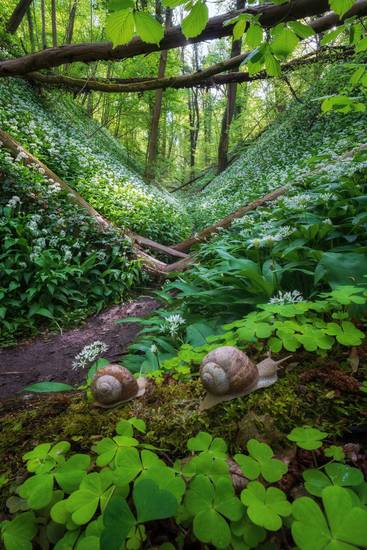 Happy snails