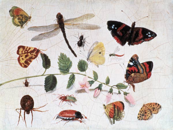 Butterflies, Insects and Flowers von the Elder Kessel