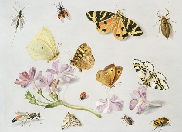 Butterflies, moths and other insects with a sprig of periwinkle von the Elder Kessel