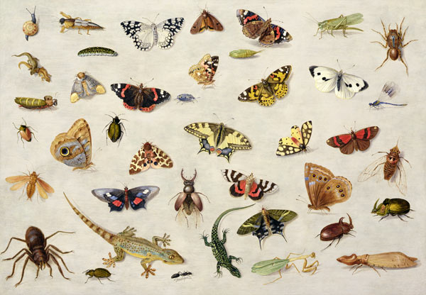 A Study of insects von the Elder Kessel