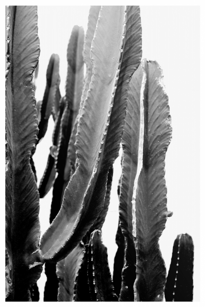 BOHO-Kaktus von THE MIUUS STUDIO