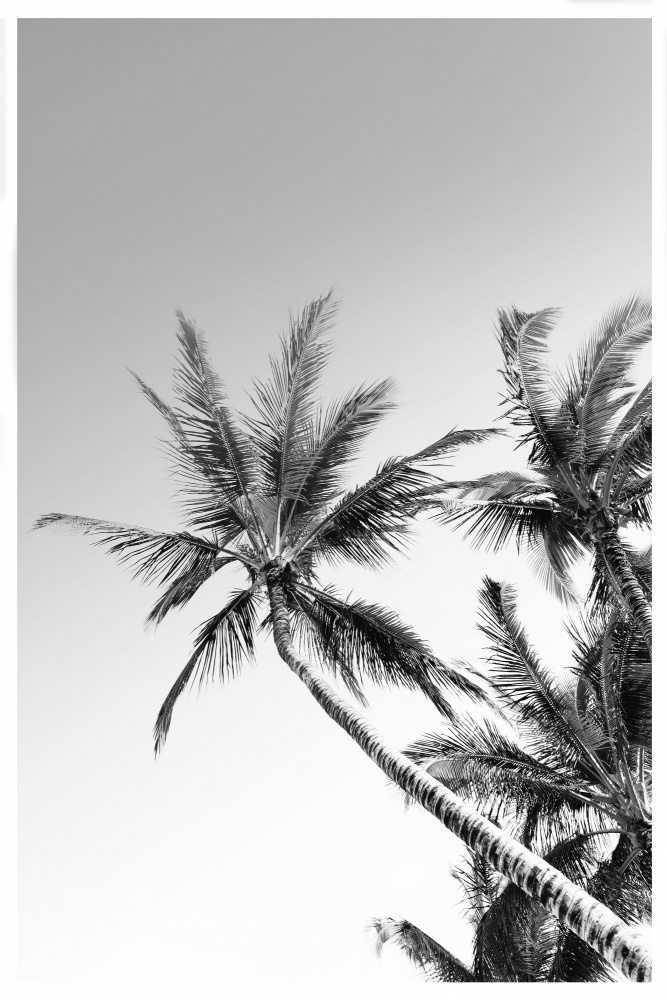 Palmen Schwarz-Weiß-Fotografie von THE MIUUS STUDIO