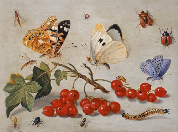 A still life with sprig of Redcurrants, butterflies, beetles, caterpillar and insects (oil on copper von the Elder Kessel Jan van