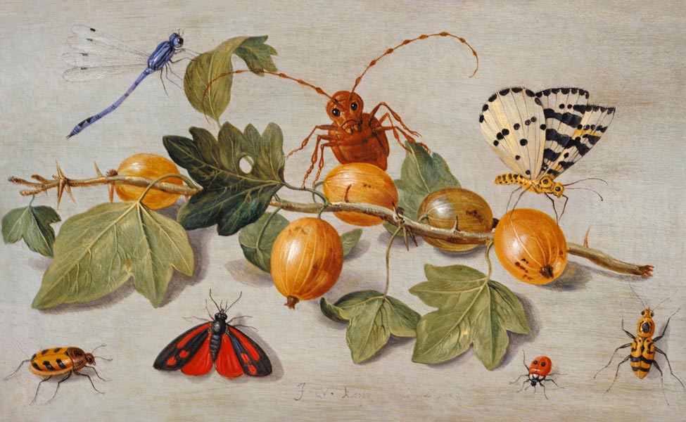 Still life of branch of gooseberries, with a butterfly, moth, damsel fly and other insects (oil on c von the Elder Kessel Jan van