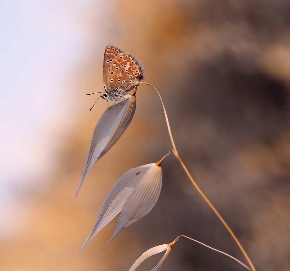 Die Leichtigkeit des Schmetterlings... von Thierry Dufour