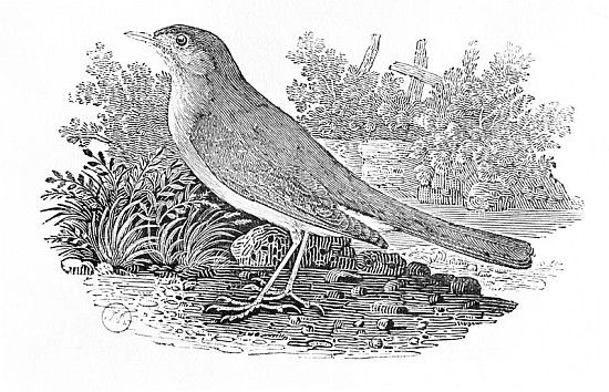 The Nightingale (Luscinia megarhynchos) from the ''History of British Birds'' Volume I, pub. 1797 von Thomas Bewick