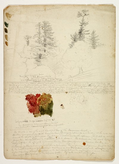 Beautiful Groups of Pines; Tints from Maples, New Hampshire, September 30th von Thomas Cole