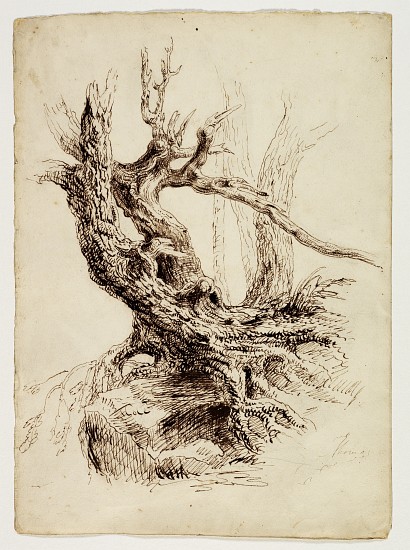Gnarled Tree Trunk von Thomas Cole