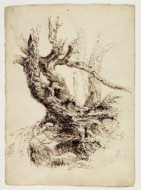 Gnarled Tree Trunk 1826