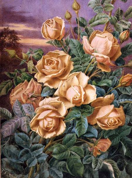 Yellow Roses von Thomas Frederick Collier