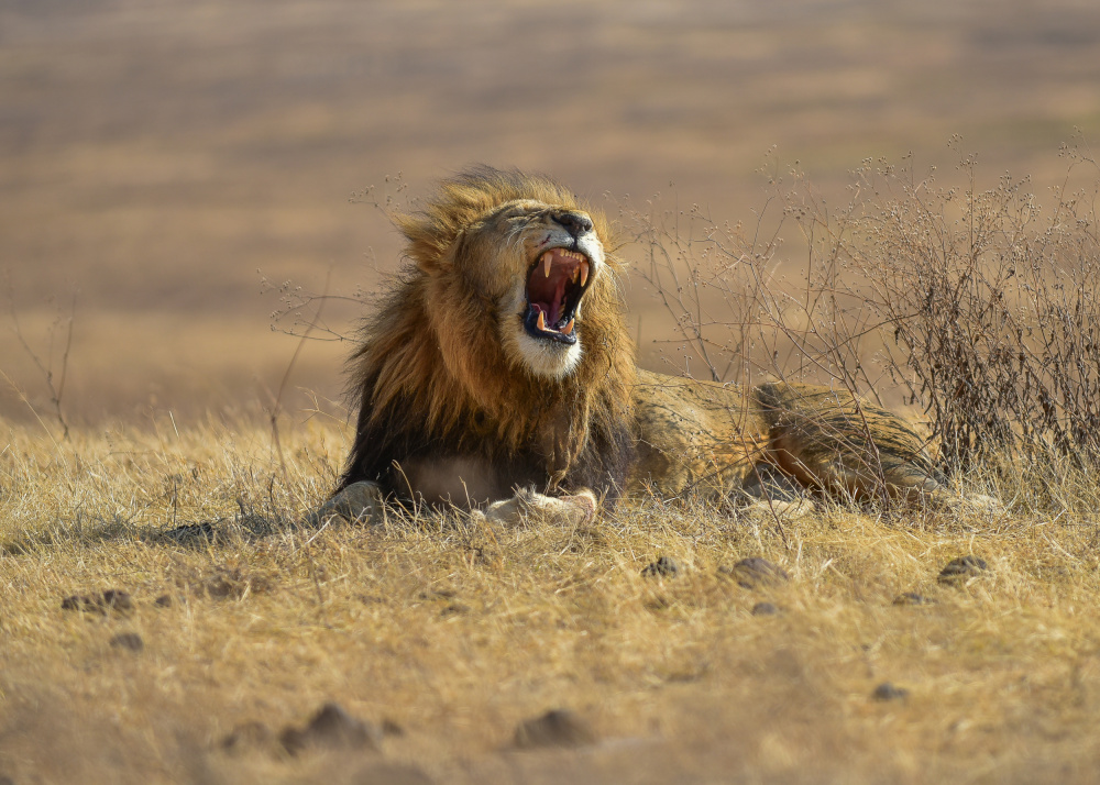 Der König des Ngorongoro-Kraters von Thomas Habtu