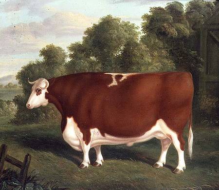 Ox von Thomas Roebuck
