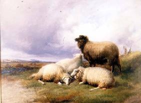 Sheep in a Landscape 1894