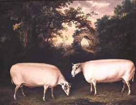 Two Prize Border Leicester Rams in a Landscape 1800