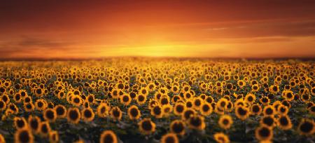 Sonnenuntergang auf dem Sonnenblumenfeld