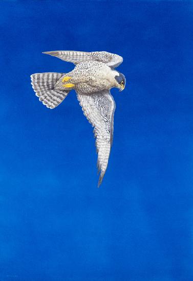 Peregrine Falcon