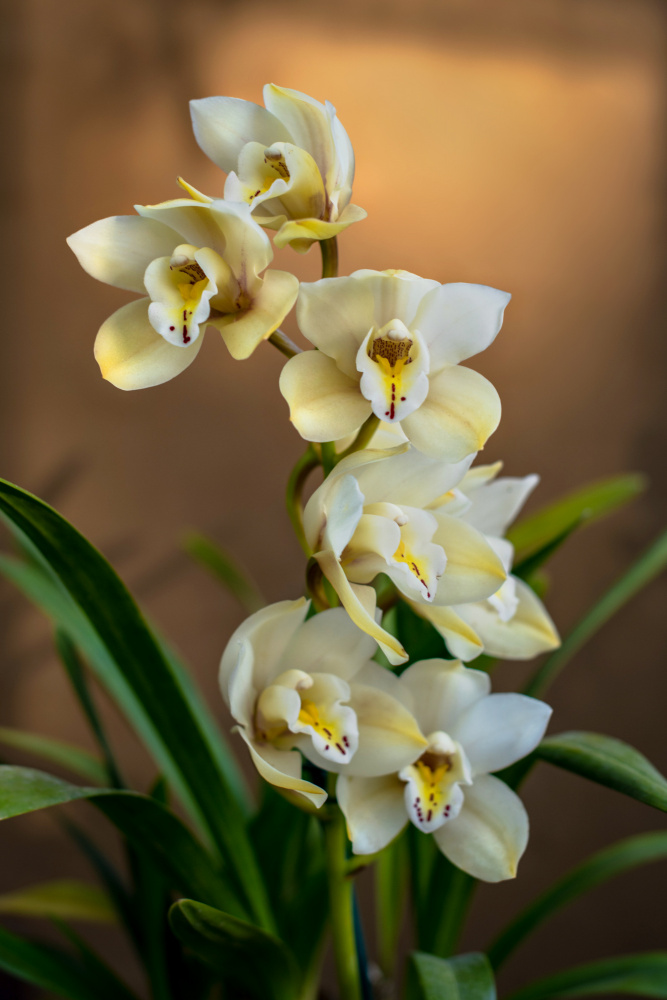 Orchideen von Tim Mossholder
