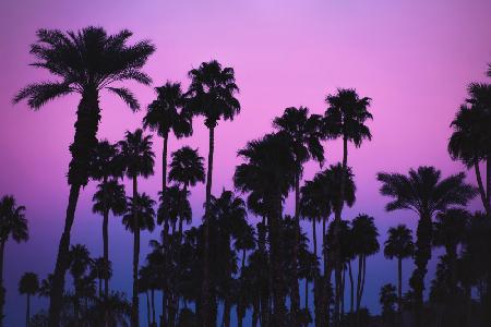 Palmen mit rosa Himmel