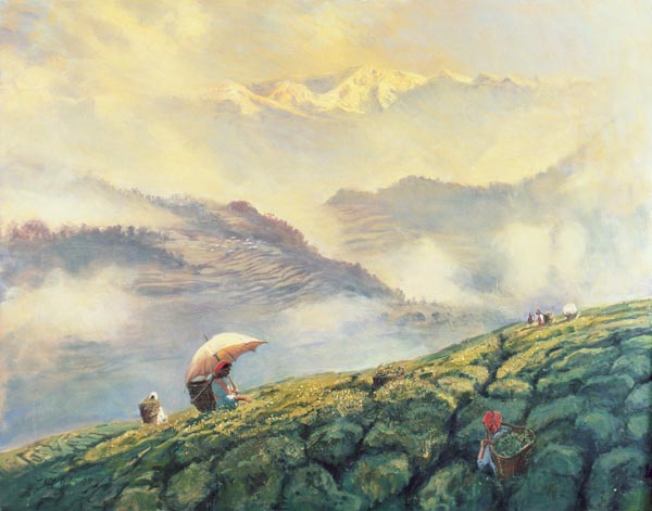 Tea Picking, Darjeeling, India, 1999 (oil on canvas)  von Tim  Scott Bolton