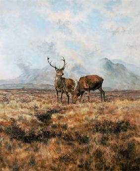 Red Stags, Ben Buie, 1982 