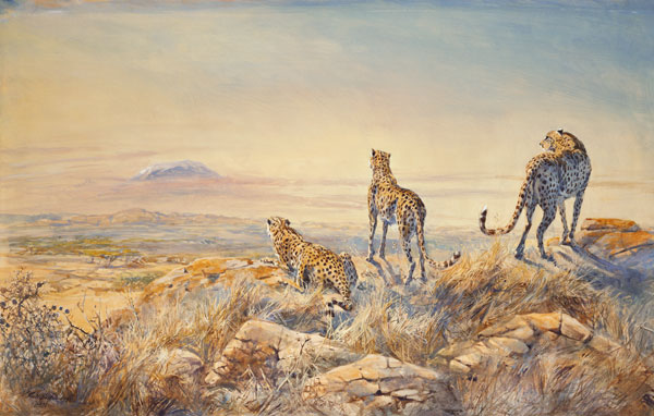 Cheetah with Kilimanjaro in the background von Tim  Scott Bolton