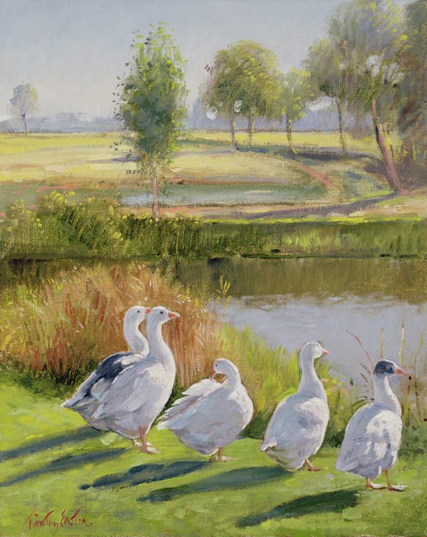 Gooseguard (oil on canvas)  von Timothy  Easton
