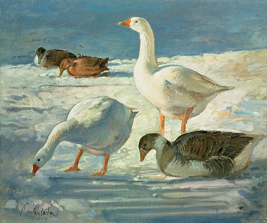 Geese and Mallards, 2000 (oil on canvas)  von Timothy  Easton