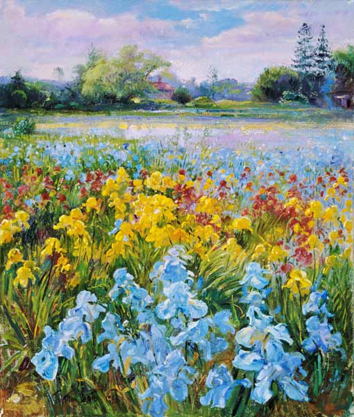 Irises, Willow and Fir Tree, 1993 (oil on canvas)  von Timothy  Easton