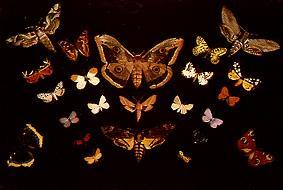 Die Schmetterlinge von Tivadar Kosztka Csontváry