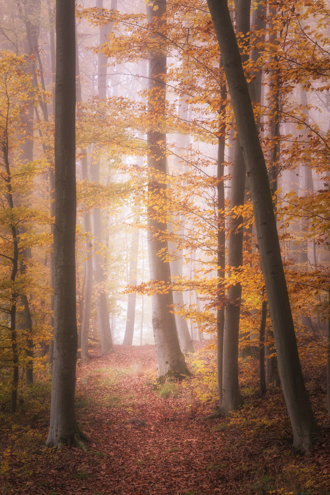 Herbstwald im Nebel von Tobias Luxberg