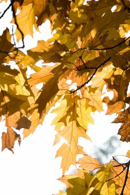 Eichenbaum mit bunten Blättern im Herbst von Tobias Ott