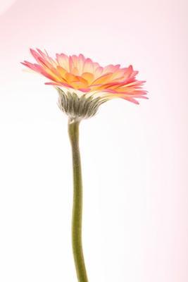 Gerbera