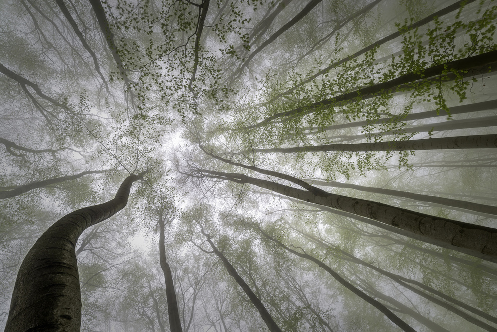 Blick auf den Wald von Tom Pavlasek