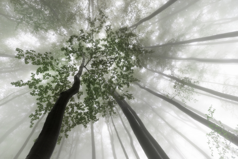 Nebeliges Geheimnis des Waldes von Tom Pavlasek