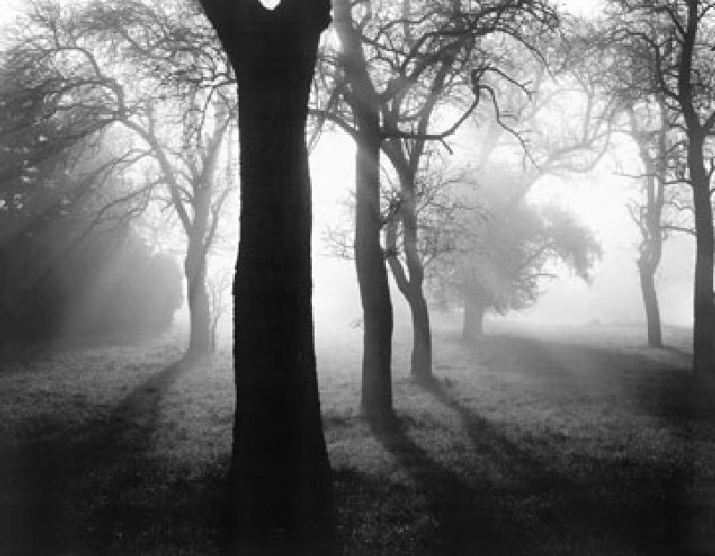 Bäume im Nebel I von Tom Weber