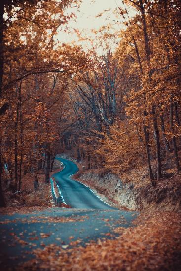 Straße im Wald,schöne Herbstfarben