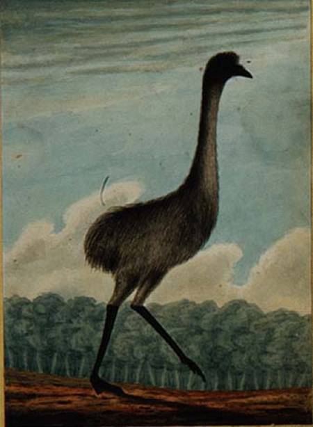 The Emue (sic) von T.R. Browne